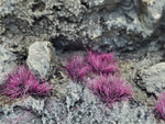 Self-Adhesive Static grass Tufts -4mm- -Plum Purple- - MiniGrounds
