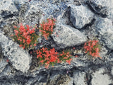 Self-Adhesive Static grass Tufts -4mm- -Red Wildflowers- - MiniGrounds